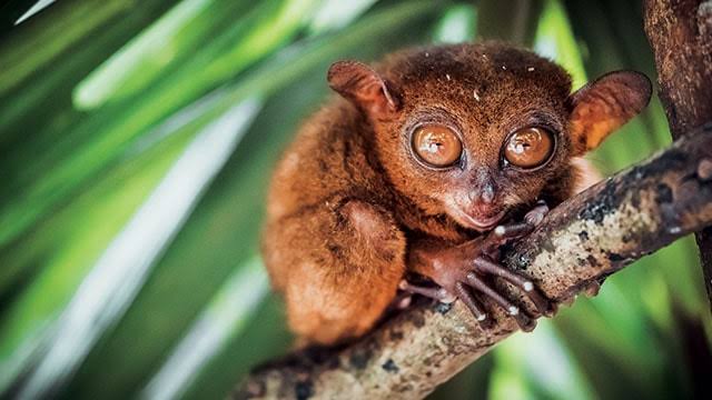 Tarsius, images sumber: Greeners.Com