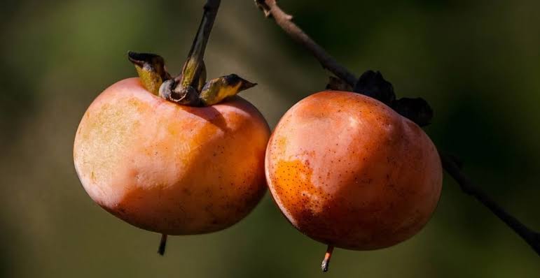 Buah kesemek kaya akan manfaat, images sumber: Tokopedia