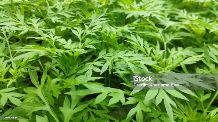 Daun kenikir sering dikonsumsi sebagai lalapan, images sumber : iStock