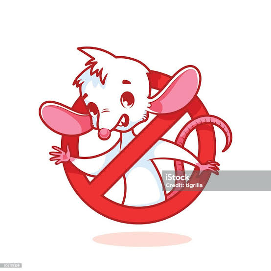 Tikus adalah hewan yang rata-rata dihindari oleh manusia, images sumber: iStock