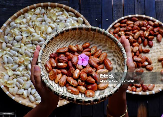 Biji nangka biasa orang tua rebus atau kukus, images sumber: iStock