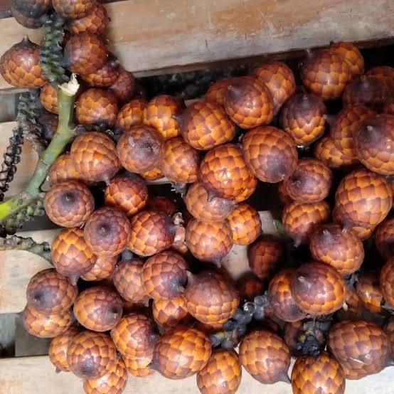 Buah manau, images sumber: Tokopedia