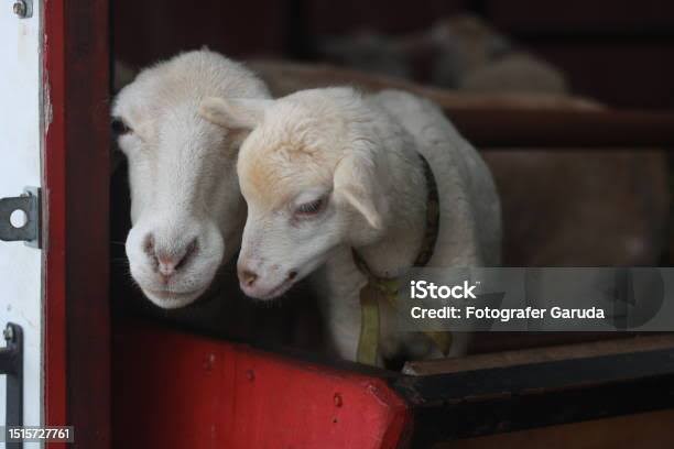 Kambing biasa dijadikan hewan kurban, images sumber: iStock