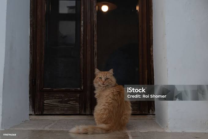 Kebiasaan kucing suka duduk didepan pintu, images sumber: iStock