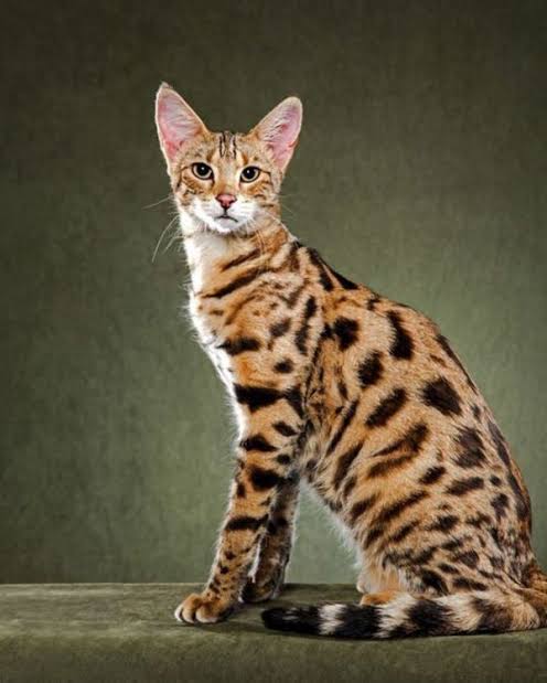 Kucing ashera