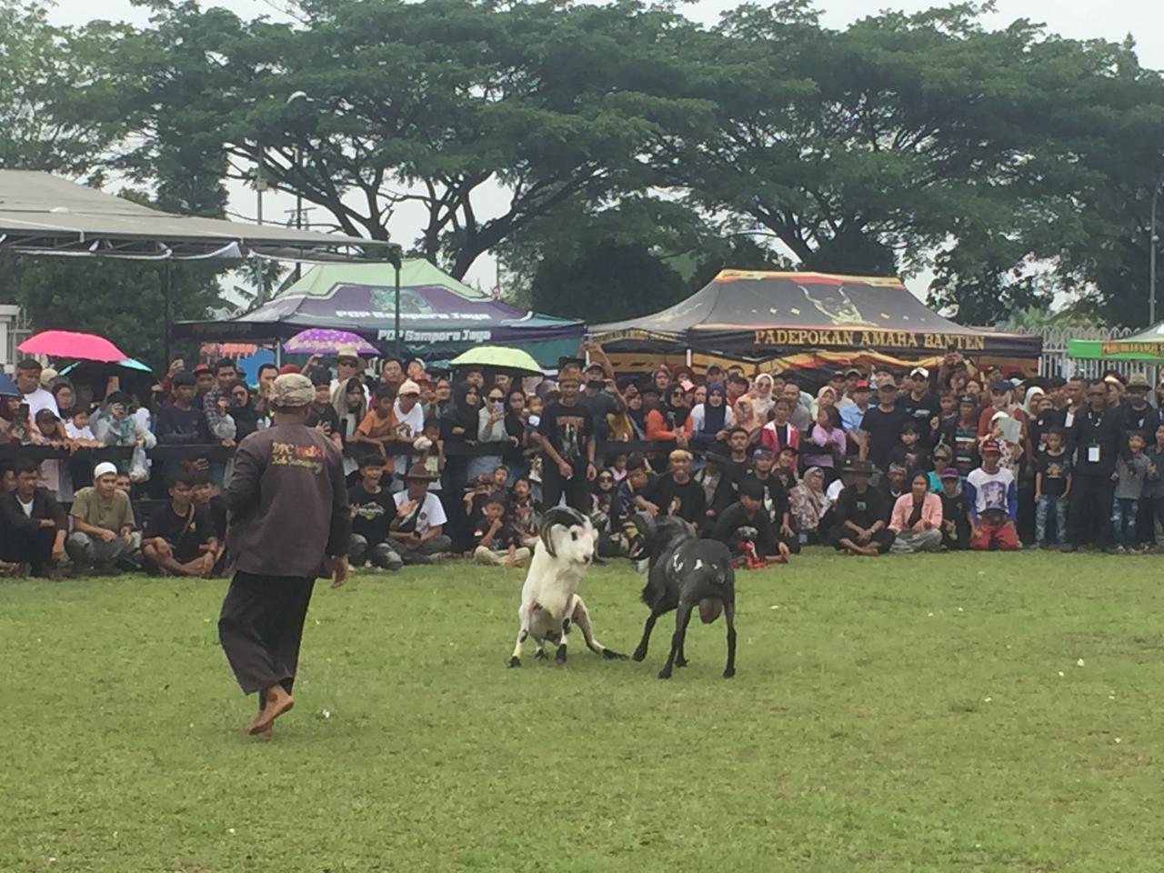 Festival Seni dan Ketangkasan Domba di Kabupaten Bogor (Rujukanmedia)