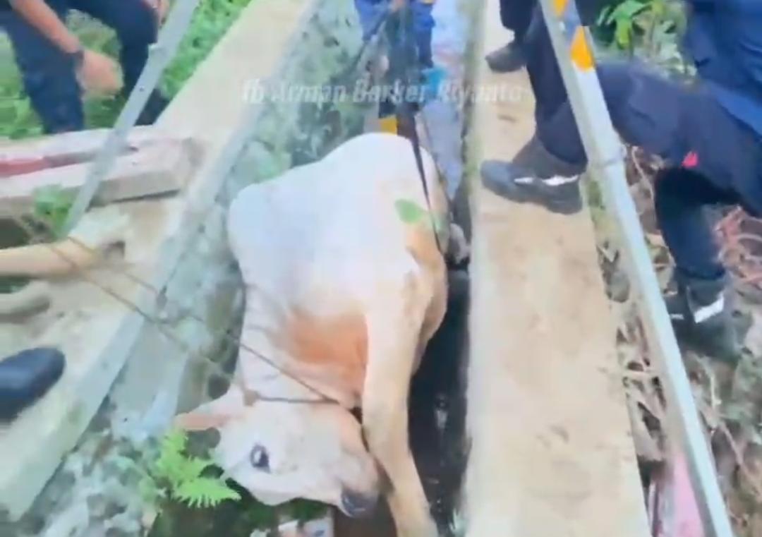 Proses evakuasi sapi kurban yang terperosok ke dalam selokan di Babakan Madang, Kabupaten Bogor (Dok.Damkar)