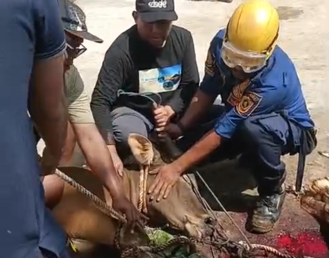 Evakuasi sapi ngamuk di Cibinong, Kabupaten Bogor (Dok.Damkar)