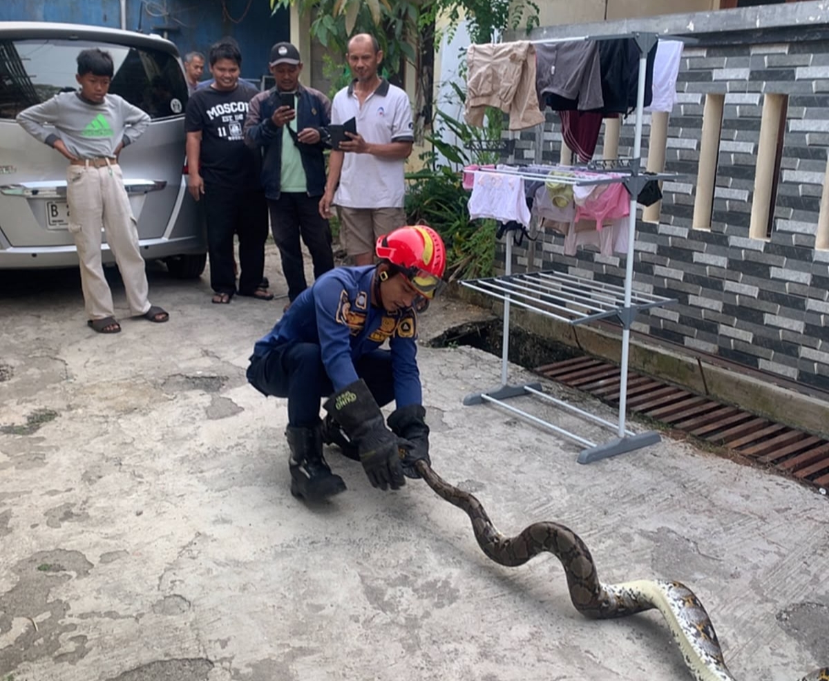 Petugas Dinas Damkar dan Penyelamatan Kabupaten Bogor mengevakuasi ular sanca di rumah warga (Dok.Damkar)