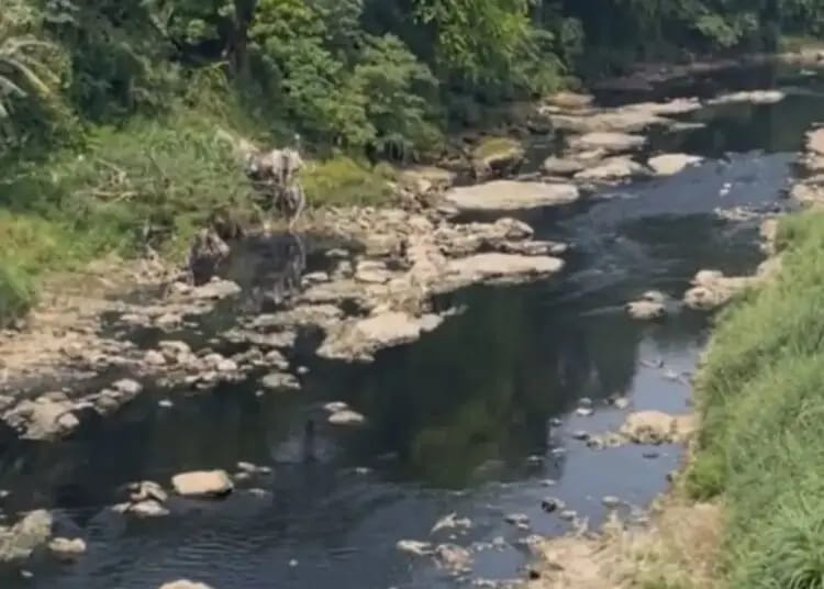 Kondisi air di Sungai Cileungsi-Gunungputri Kabupaten Bogor usai diduga tercemar, beberapa waktu lalu (Istimewa)
