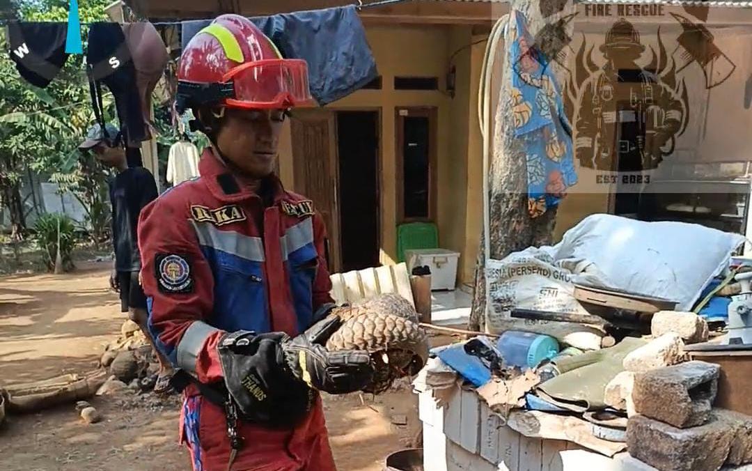 Petugas Damkar dan Penyelamatan Kabupaten Bogor mengevakuasi trenggiling di Jonggol (Dok.Damkar)